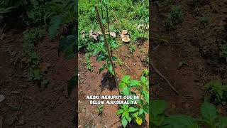 Tanaman Cabe Usia 2 Bulan berkebun cabai pertanian kebuncabe petanicabe [upl. by Alset]