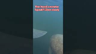 manatee manatees nature oceanwildlife wildlife swimwithmanatees manateesqueak [upl. by Hacceber]