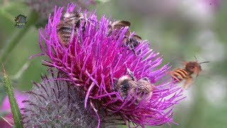 Butineurs et ButineusesFleurs de ChardonsApidés  BRUITX [upl. by Blim219]