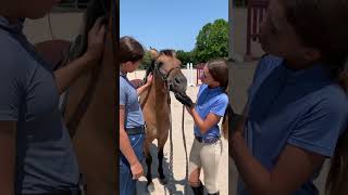 MINI BARN VLOG 3 horse pony equestrian horses horsebackriding horseriding horselover [upl. by Sokram785]