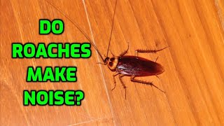 Do Roaches Make Noise [upl. by Yelhak234]