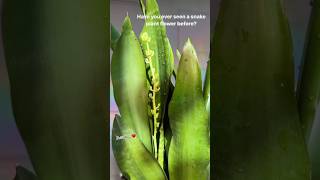 Snake Plant 🪴🍃 indoorgardening homedecor snakeplant flowers gardening plants indoorplants [upl. by Annohsal]