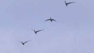 Spoonbills flying to feedingground [upl. by Petra]