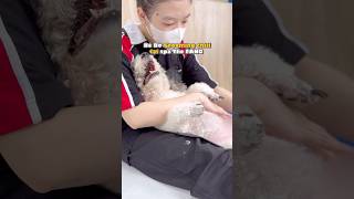 Bé Bơ grooming chill tại spa The Fang dog pets thefang dogspa [upl. by Daveta]