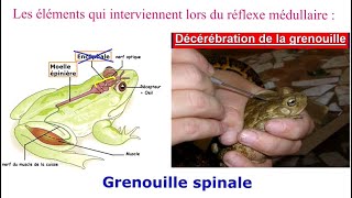 La motricité involontaire et lhygiène du système nerveux  3AC  SVT [upl. by Anhaj463]