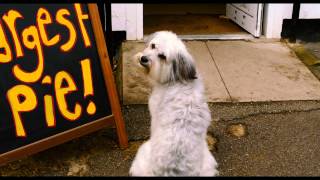 Pudsey The Dog The Movie  Hes Got The Love Vertigo Films HD [upl. by Shetrit]