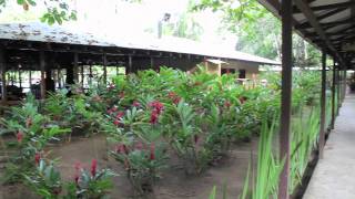 Manatus Hotel  Hotels in the Tortuguero area of Costa Rica [upl. by Tippets]