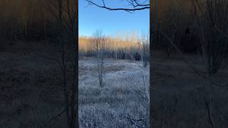 2024 deer season michigan deerseason whitetails goodluck hunting [upl. by Duffy225]