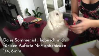 Grooming a Maltese Dog  Malteser trimmen schneiden  namens Lui [upl. by Finlay577]