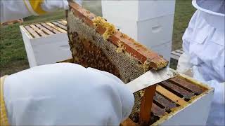 2024 Iowa Italian Carniolan Saskatraz Packaged Honey Bees Nucs Free Shipping Queen Bees For Sale [upl. by Anais]