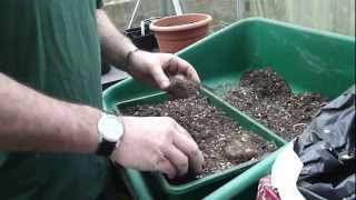 Start off begonia tubers in the greenhouse  Tims Tips from Directbulbs [upl. by Nykal]