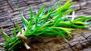 5 Amazing Health Benefits Of Tarragon [upl. by Ahsilla]