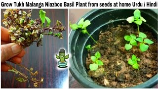 How to Grow Tukh Malanga Niazboo Basil Tulsi Plant from seeds at home Urdu  Hindi [upl. by Spark]