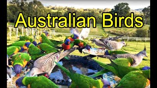 LIVE Bird Feeder Cam australia wildlife [upl. by Nawram]