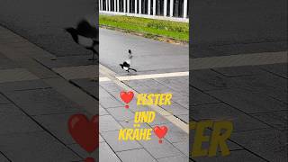 Eine Elster kommt selten alleine 🐦‍⬛❣️🐦‍⬛😊 [upl. by Anselmo]