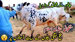 Sangjani Mandi Islamabad Update June 2024  Fatehjangi Bulls Rates High [upl. by Akinehs]