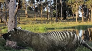 Tasmanian tiger remains discovered in northern Tasmania thylacine [upl. by Ahsinahs992]