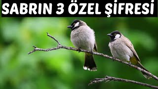 SABRIN GİZLİ ŞİFRELERİ VE 3 ÖZEL ŞİFRESİ [upl. by Collayer]