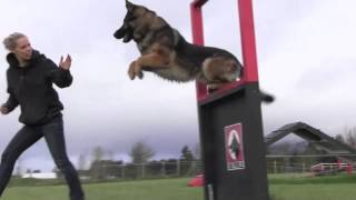 Obedience IPO Trained Versatility German Shepherd [upl. by Llenrap]