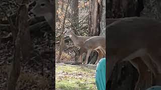 Two Adorable Young Deer Gobbling Up Treats at Our Feeder [upl. by Nivlak]