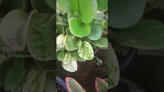 Peperômia obtusifolia variegata nature plante plants houseplants plantasdesombra [upl. by Ariel]