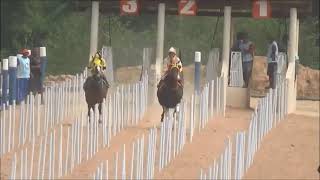 CORRIDA DE CAVALOS  PIRIQUITO FLY x BRISA FOREST BLU [upl. by Odessa]