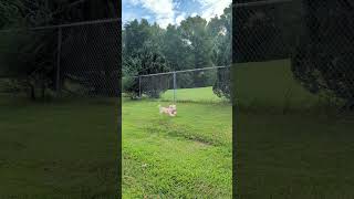 ❤️Georgie The Malshipoo Gets the Zoomies❤️ [upl. by Concha]