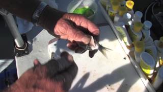 CA Delta Fall Striper Fishing With Barry Canevaro [upl. by Ynafetse534]