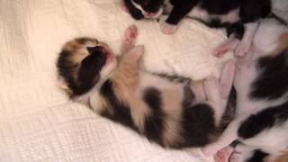 1week old kitten dreaming and hissing [upl. by Giark459]