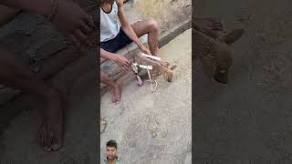 Del mar pas h dog doglover puppy animals funny song music newsong love bollywood [upl. by Hoyt977]