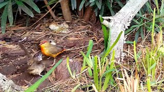 The Orange Breasted  Gold Breasted Waxbill Finch  Amandava subflava [upl. by Assetan]