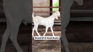 Sojat Goat Al Asad Goat Farm 8003745086 goat birds alasadgoatfarm [upl. by Willet308]