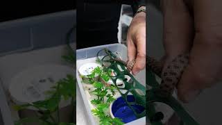 BEST way to setup a baby mangrove snake [upl. by Noyrb]