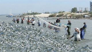 Traditional Cast Netting for Mullet  Fishermen Bring in a Huge Catch [upl. by Soilisav]