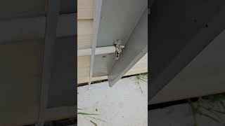 Hipages contractor fail dodgy electrical sydneyhouse fail [upl. by Rieth]