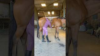 LISTER  Star Horse Clipping amp Grooming Kit  Jodie HarveyJones [upl. by Nevart]