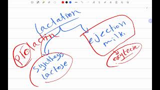 6 Prolactin hormone Arabic Endocrine physiology 9 [upl. by Bui155]