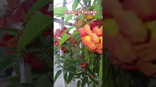 TEKOMA ORANGE flowers gardeningtherapy plants tecoma gardening terracegarde floweringgarden [upl. by Anikat596]