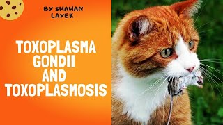 Toxoplasma Gondii and Toxoplasmosis  Clinical Manifestations  Life cycle  Treatment [upl. by Pironi39]