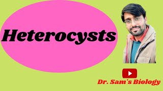 Heterocysts in Cyanobacteria [upl. by Melisa]