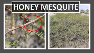 HONEY MESQUITE Prosopis glandulosa AnzaBorrego Sonoran Desert amp Mojave Desert [upl. by Nomead437]