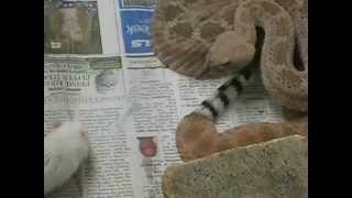 Western Diamondback Rattlesnake Envenomating Live Mouse [upl. by Ainomar344]