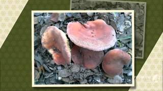 Lactarius rugatus  fungi kingdom [upl. by Peery]