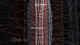 quotSarcomere The Fundamental Unit of Muscle Contractionquot [upl. by Nedroj]