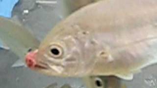 鶏レバー（肝臓）を好んで食べるシマアジ 海水魚飼育捕食実験 和歌山 釣太郎 [upl. by Konrad]