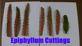 Epiphyllum Part 2 How to take cuttings of Epiphyllum [upl. by Tevlev211]