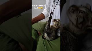 Cute cat is a Shakira fan 😹cat catvideos funnycat catvideos [upl. by February]