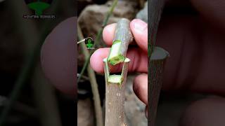 Plant grafting technique for beginners successful and satisfying usa grafting videos [upl. by Cliffes]