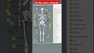 Skeleton system  human skeletal system anatomy mbbsneet biologyzoology science shortsviral [upl. by Lorilee385]