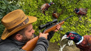 Pheasant Hunting and Cooking The Best Bird Meat A Delicate and Very Tasty Dish [upl. by Saberhagen875]